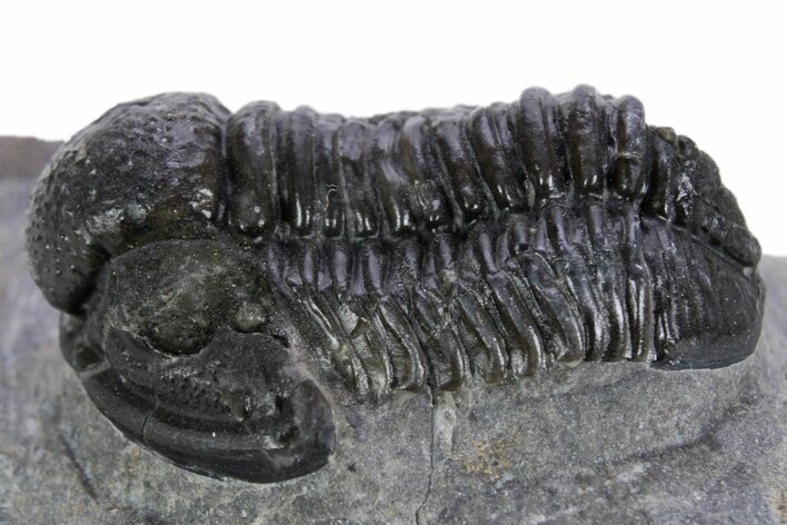 Detailed Gerastos Trilobite Fossil - Morocco #347356